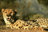 Cheetah resting to reduce body temperature after a sprint Africa,carnivores,carnivore,predator,predators,mammal,mammals,cat,cats,big cat,big cats,lesser cat,lesser cats,fastest land mammal,Vulnerable,threatened species,rest,resting,pant,panting,negative spac