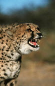 Cheetah snarling Africa,carnivores,carnivore,predator,predators,mammal,mammals,cat,cats,big cat,big cats,lesser cat,lesser cats,fastest land mammal,Vulnerable,threatened species,snarl,snarling,shallow focus,teeth,hack