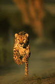 Cheetah can run up to speeds of up to 120 km/hr over short distances Africa,carnivores,carnivore,predator,predators,mammal,mammals,cat,cats,big cat,big cats,lesser cat,lesser cats,fastest land mammal,Vulnerable,threatened species,run,running,leap,move,movement,motion,b