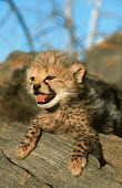 Cheetah six week old cubs Africa,carnivores,carnivore,predator,predators,mammal,mammals,cat,cats,big cat,big cats,lesser cat,lesser cats,fastest land mammal,Vulnerable,threatened species,cub,cute,fluffy,tongue,happy,shallow fo