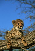 Cheetah Three month old  cub Africa,carnivores,carnivore,predator,predators,mammal,mammals,cat,cats,big cat,big cats,lesser cat,lesser cats,fastest land mammal,Vulnerable,threatened species,cub,three months,climb,climbing,tree,br