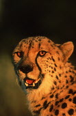 Cheetah Africa,carnivores,carnivore,predator,predators,mammal,mammals,cat,cats,big cat,big cats,lesser cat,lesser cats,fastest land mammal,Vulnerable,threatened species,close up,close-up,face,low light,warm l