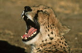 Cheetah yawning Africa,carnivores,carnivore,predator,predators,mammal,mammals,cat,cats,big cat,big cats,lesser cat,lesser cats,fastest land mammal,Vulnerable,threatened species,yawn,yawning,close up,close-up,tongue,s