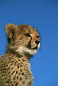 Cheetah Three month old  cub Africa,carnivores,carnivore,predator,predators,mammal,mammals,cat,cats,big cat,big cats,lesser cat,lesser cats,fastest land mammal,Vulnerable,threatened species,cub,cute,fluffy,shallow focus,6 week ol