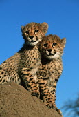 Cheetah Three month old cubs on termite mound Africa,carnivores,carnivore,predator,predators,mammal,mammals,cat,cats,big cat,big cats,lesser cat,lesser cats,fastest land mammal,Vulnerable,threatened species,cub,cubs,three months,blue sky,low angl