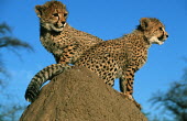 Cheetah Three month old  cubs Africa,carnivores,carnivore,predator,predators,mammal,mammals,cat,cats,big cat,big cats,lesser cat,lesser cats,fastest land mammal,Vulnerable,threatened species,cub,cubs,three months,blue sky,low angl