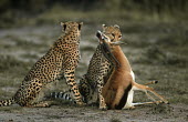 Cheetah with freshly killed prey Africa,carnivores,carnivore,mammal,mammals,cat,cats,big cat,big cats,lesser cat,lesser cats,fastest land mammal,Vulnerable,threatened species,predator,predators,prey,antelope,kill,killed,bite,biting,t