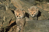 Cheetah Young cubs hidden by mother for protection Africa,carnivores,carnivore,predator,predators,mammal,mammals,cat,cats,big cat,big cats,lesser cat,lesser cats,fastest land mammal,Vulnerable,threatened species,cub,cubs,cute,fluffy,shallow focus,youn