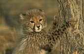 Cheetah Three month old  cub Africa,carnivores,carnivore,predator,predators,mammal,mammals,cat,cats,big cat,big cats,lesser cat,lesser cats,fastest land mammal,Vulnerable,threatened species,cub,three months,spotty,furry,cute,tree