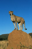 Cheetah using termite mound as a vantage point Africa,carnivores,carnivore,predator,predators,mammal,mammals,cat,cats,big cat,big cats,lesser cat,lesser cats,fastest land mammal,Vulnerable,threatened species,termite mound,vantage,point,look out,lo
