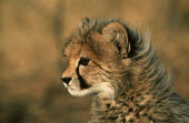 Cheetah Three month old cub Africa,carnivores,carnivore,predator,predators,mammal,mammals,cat,cats,big cat,big cats,lesser cat,lesser cats,fastest land mammal,Vulnerable,threatened species,cub,spotty,furry,cute,portrait,shallow