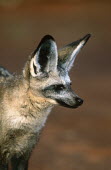 Bat-eared fox- large ears are used to locate insect prey. Nocturnal in summer only Africa,carnivores,carnivore,fox,foxes,mammal,mammals,nocturnal in summer,diurnal in winter,nocturnal,diurnal,close up,close-up,head,face,shallow focus,ears,furry,alert,Mammalia,Mammals,Dog, Coyote, Wo