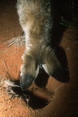 Bat-eared fox- large ears are used to locate insect prey. Nocturnal in summer only Africa,carnivores,carnivore,fox,foxes,mammal,mammals,nocturnal in summer,diurnal in winter,nocturnal,diurnal,night,flash,habitat,adult,ears,top,head,Mammalia,Mammals,Dog, Coyote, Wolf, Fox,Canidae,Cho
