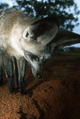Bat-eared fox- large ears are used to locate insect prey. Nocturnal in summer only Africa,carnivores,carnivore,fox,foxes,mammal,mammals,nocturnal in summer,diurnal in winter,nocturnal,diurnal,night,flash,habitat,adult,low angle,Mammalia,Mammals,Dog, Coyote, Wolf, Fox,Canidae,Chordat