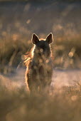 Brown hyaena Africa,carnivores,carnivore,mammal,mammals,hyaena,hyena,hyaenas,hyenas,brown hyaena,brown hyena,scavenger,shaggy coat,furry,low light,evening light,obscured,halo,silhouette,silhouettes,abstract,Carniv