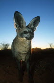 Bat-eared fox- large ears are used to locate insect prey. Nocturnal in summer only Africa,carnivores,carnivore,fox,foxes,mammal,mammals,nocturnal in summer,diurnal in winter,nocturnal,diurnal,low light,shade,shadow,blue sky,Mammalia,Mammals,Dog, Coyote, Wolf, Fox,Canidae,Chordates,C
