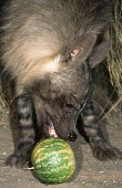 Brown Hyaena feeding on tsamma melon - an important source of water for desert animals Africa,carnivores,carnivore,mammal,mammals,hyaena,hyena,hyaenas,hyenas,brown hyaena,brown hyena,scavenger,shaggy coat,furry,eating,eat,feeding,feed,shallow focus,melon,tsamma melon,water,source,close