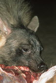 Brown Hyaena feeding on dead springbok Africa,carnivores,carnivore,mammal,mammals,hyaena,hyena,hyaenas,hyenas,brown hyaena,brown hyena,scavenger,shaggy coat,furry,eating,eat,feeding,feed,shallow focus,meat,night,flash,close up,close-up,Car