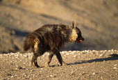 Brown Hyaena - a secretive predator and scavenger of the arid areas of Southern Africa Africa,carnivores,carnivore,mammal,mammals,hyaena,hyena,hyaenas,hyenas,brown hyaena,brown hyena,scavenger,shaggy coat,furry,side view,habitat,shallow focus,away from camera,move,movement,motion,Carniv
