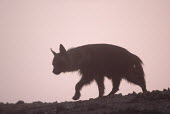 Brown Hyaena - a secretive predator and scavenger of the arid areas of Southern Africa Africa,carnivores,carnivore,mammal,mammals,hyaena,hyena,hyaenas,hyenas,brown hyaena,brown hyena,scavenger,shaggy coat,furry,side view,habitat,shallow focus,misty,grey,pink,soft focus,grainy,Carnivores