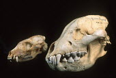 Skulls of brown hyaena and smaller aardwolf comparing jaws Africa,carnivores,carnivore,mammal,mammals,hyaena,hyena,hyaenas,hyenas,brown hyaena,brown hyena,scavenger,skull,bone,bones,teeth,specimen,black background,compare,comparison,jaw,jaws,diet,Carnivores,C