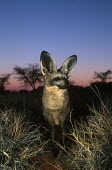 Bat-eared fox- large ears are used to locate insect prey. Nocturnal in summer only Africa,carnivores,carnivore,fox,foxes,mammal,mammals,nocturnal in summer,diurnal in winter,nocturnal,diurnal,habitat,low light,sunset,adult,Mammalia,Mammals,Dog, Coyote, Wolf, Fox,Canidae,Chordates,Ch