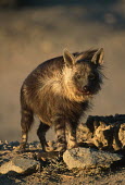 Brown Hyaena - a secretive predator and scavenger of the arid areas of Southern Africa Africa,carnivores,carnivore,mammal,mammals,hyaena,hyena,hyaenas,hyenas,brown hyaena,brown hyena,scavenger,shaggy coat,furry,eating,eat,feeding,feed,shallow focus,windy,windswept,Carnivores,Carnivora,M