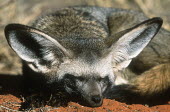 Bat-eared fox- large ears are used to locate insect prey. Nocturnal in summer only Africa,carnivores,carnivore,fox,foxes,mammal,mammals,nocturnal in summer,diurnal in winter,nocturnal,diurnal,adult,rest,resting,day,outside,habitat,shallow focus,ears,close up,close-up,Mammalia,Mammal