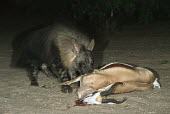 Brown Hyaena feeding on dead springbok Africa,carnivores,carnivore,mammal,mammals,hyaena,hyena,hyaenas,hyenas,brown hyaena,brown hyena,scavenger,shaggy coat,furry,eating,eat,feeding,feed,blood,gore,dead,antelope,Carnivores,Carnivora,Mammal