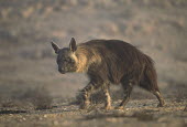 Brown Hyaena - a secretive predator and scavenger of the arid areas of Southern Africa Africa,carnivores,carnivore,mammal,mammals,hyaena,hyena,hyaenas,hyenas,brown hyaena,brown hyena,scavenger,shaggy coat,furry,side view,habitat,shallow focus,Carnivores,Carnivora,Mammalia,Mammals,Chorda