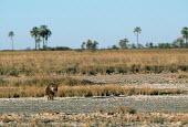 Brown Hyaena on salt pans Africa,carnivores,carnivore,mammal,mammals,hyaena,hyena,hyaenas,hyenas,brown hyaena,brown hyena,scavenger,shaggy coat,furry,habitat,salt pan,salt pans,landscape,negative space,shallow focus,walking,mo