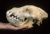 Brown Hyaena skull showing large canine & incisor teeth adapted to tearing flesh and breaking bones Africa,carnivores,carnivore,mammal,mammals,hyaena,hyena,hyaenas,hyenas,brown hyaena,brown hyena,scavenger,skull,bone,bones,teeth,specimen,black background,hand,Carnivores,Carnivora,Mammalia,Mammals,Ch
