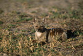 Side-striped jackal 2-month old pup Africa,carnivores,carnivore,mammal,mammals,jackal,jackals,Side-striped jackal,Canis adustus,shallow focus,warm light,young,pup,rest,resting,grass,looking at camera,Chordates,Chordata,Carnivores,Carniv