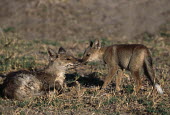 Side-striped jackal mother with pup Africa,carnivores,carnivore,mammal,mammals,jackal,jackals,Side-striped jackal,Canis adustus,adult,shallow focus,low light,young,pup,mother,rest,resting,grass,Chordates,Chordata,Carnivores,Carnivora,Do