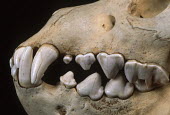 Brown Hyaena skull showing large canine & incisor teeth adapted to tearing flesh and breaking bones Africa,carnivores,carnivore,mammal,mammals,hyaena,hyena,hyaenas,hyenas,brown hyaena,brown hyena,scavenger,skull,bone,bones,teeth,specimen,black background,close-up,close up,Carnivores,Carnivora,Mammal