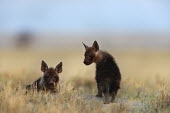 Brown Hyaena cubs - a secretive predator and scavenger of the arid areas of Southern Africa Africa,carnivores,carnivore,mammal,mammals,hyaena,hyena,hyaenas,hyenas,brown hyaena,brown hyena,scavenger,shaggy coat,furry,cub,cubs,young,shallow focus,negative space,habitat,two,pair,Carnivores,Carn