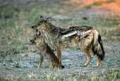 Side-striped jackal mother with pup Africa,carnivores,carnivore,mammal,mammals,jackal,jackals,Side-striped jackal,Canis adustus,adult,stripe,stripes,side,side view,grass,shallow focus,low light,young,pup,mother,Chordates,Chordata,Carniv