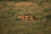Side-striped jackal hunting for food Africa,carnivores,carnivore,mammal,mammals,jackal,jackals,Side-striped jackal,Canis adustus,hunt,hunting,hunter,grass,shallow focus,low light,warm light,evening,movement,walking,stalking,Chordates,Cho