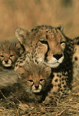 Cheetah Six week old cubs with mother Martin Harvey Africa,carnivores,carnivore,predator,predators,mammal,mammals,cat,cats,big cat,big cats,lesser cat,lesser cats,fastest land mammal,Vulnerable,threatened species,cub,cubs,mother,adult,young,cute,fluffy,6 week old,six week old,resting,at rest,camouflage,camouflaged,sandy,low light,warm light,family,Chordates,Chordata,Carnivores,Carnivora,Mammalia,Mammals,Felidae,Cats,jubatus,Savannah,Appendix I,Acinonyx,Critically Endangered,Carnivorous,Terrestrial,Animalia,Endangered,Scrub,IUCN Red List