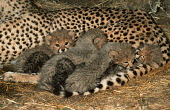 Cheetah Six week old cubs with mother Africa,carnivores,carnivore,predator,predators,mammal,mammals,cat,cats,big cat,big cats,lesser cat,lesser cats,fastest land mammal,Vulnerable,threatened species,cub,cubs,mother,adult,young,cute,fluffy