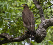Crested serpent eagle perching on branch Birds,bird,aves,eagles,eagle,bird of prey,birds of prey,perching,perched,feathers,in tree,Chordates,Chordata,Falconiformes,Hawks Eagles Falcons Kestrel,Aves,Accipitridae,Hawks, Eagles, Kites, Harriers