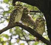 Spotted owlet trio perching in tree birds,bird,aves,owls,owlets,bird of prey,birds of prey,trio,three,perching,perched,eyes,Owls,Strigiformes,True Owls,Strigidae,Aves,Birds,Chordates,Chordata,Arboreal,Least Concern,Forest,Glaucidium,Ter