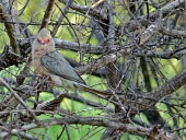 Red-faced mousebird Animalia,Chordata,Aves,Coliiformes,Coliidae,bird,birds,Red-faced mousebird,mousebird,mousebirds,Urocolius indicus,in tree,looking at camera,negative space,thicket,camouflage,adult,side view