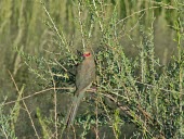 Red-faced mousebird Animalia,Chordata,Aves,Coliiformes,Coliidae,bird,birds,Red-faced mousebird,mousebird,mousebirds,Urocolius indicus,in tree,looking at camera,negative space,camouflage,adult,rear view