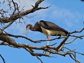Abdim's stork Animalia,Chordata,Aves,Ciconiiformes,Ciconiidae,Abdim's stork,Abdims stork,stork,storks,Least Concern,in tree,from below,blue sky,adult,perched,Storks,Birds,Herons Ibises Storks and Vultures,Chordates