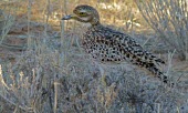 Spotted dikkop spotted dikkop,spotted thick-knee,Animalia,Chordata,Aves,bird,birds,Charadriiformes,Burhinidae,Cape thick-knee,stone-curlew,stone curlew,Least Concern,side view,shade