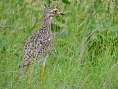 Spotted dikkop spotted dikkop,spotted thick-knee,Animalia,Chordata,Aves,bird,birds,Charadriiformes,Burhinidae,Cape thick-knee,stone-curlew,stone curlew,Least Concern,tall grass,tall grasses,negative space