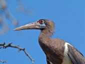 Abdim's stork Animalia,Chordata,Aves,Ciconiiformes,Ciconiidae,Abdim's stork,Abdims stork,stork,storks,Least Concern,close up,close-up,blue sky,from below,face,head,Storks,Birds,Herons Ibises Storks and Vultures,Cho