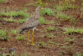 Spotted dikkop spotted dikkop,spotted thick-knee,Animalia,Chordata,Aves,bird,birds,Charadriiformes,Burhinidae,Cape thick-knee,stone-curlew,stone curlew,Least Concern,shallow focus,negative space,yellow,legs,eye
