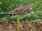 Spotted dikkop spotted dikkop,spotted thick-knee,Animalia,Chordata,Aves,bird,birds,Charadriiformes,Burhinidae,Cape thick-knee,stone-curlew,stone curlew,Least Concern,side view